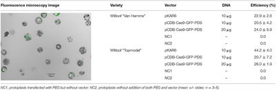 Establishment of CRISPR/Cas9 Genome Editing in Witloof (Cichorium intybus var. foliosum)